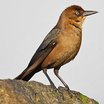 Boat-tailed Grackle